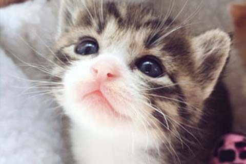 http://shenyang.qqkaixin.com/post/193.html|沈阳供卵助孕